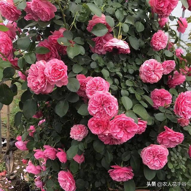 vents月季花品种介绍及图片:能不能推荐一种勤花多季、有香味的爬藤月季？