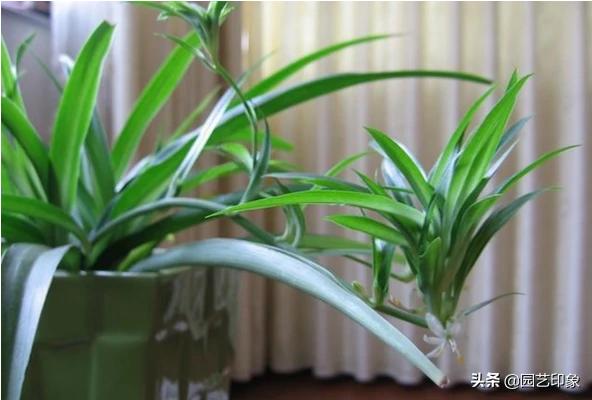 适合夏天的网名:适合夏天室内养的花你能推荐几种吗