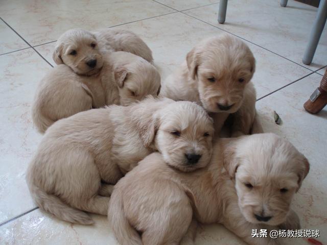 挤奶喂小狗手机版在线:一个月大的狗狗喝一次奶要喝多少毫升？
