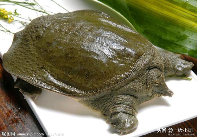珍珠鳖和中华鳖的区别:日本鳖与中华鳖的区别 乌龟，王八，甲鱼，鳖，怎样区分，如何做才好吃？