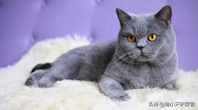 猫泛白细胞减少症治疗:最有效的猫瘟治疗办法谁知道？