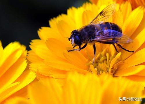 蜜蜂的生活习性主要有哪些:蜜蜂有哪些与采集花粉，花蜜和防御敌害相适应的结果特点？