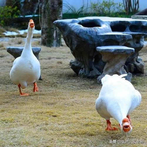 幼小黄鼠狼吃什么长大:黄鼠狼的习性与食物 请问果园养鹅，怎么防范黄鼠狼？