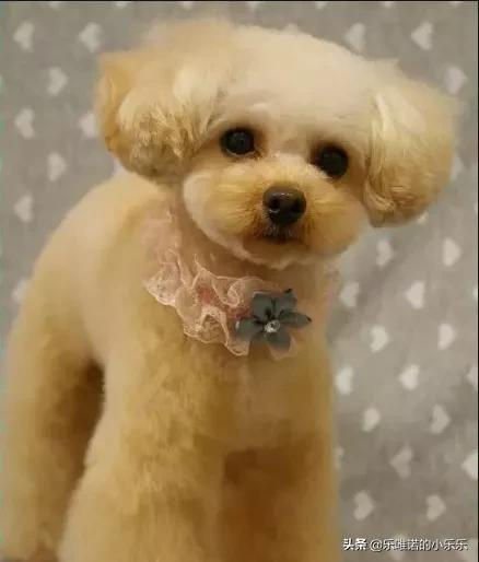苏州宠物造型:泰迪犬有哪些不同风格的造型呢？