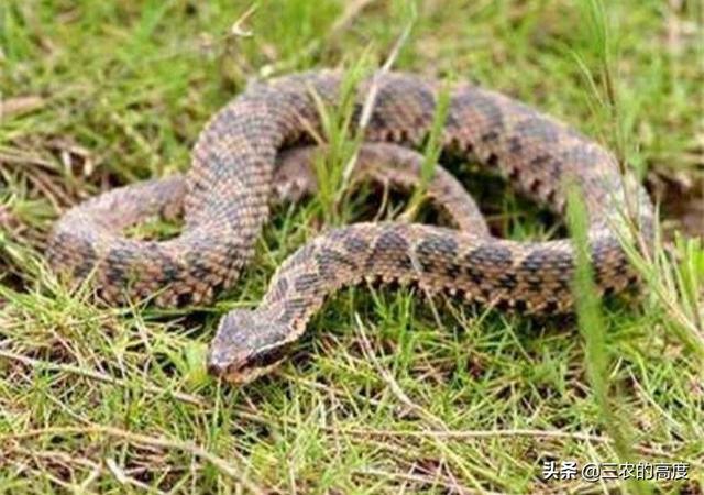 中国最吓人的一条大蛇，在农村你觉得哪些蛇最可怕，不能靠近