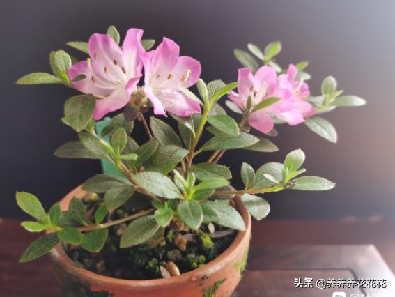 杜鹃花的养殖方法和注意事项,杜鹃花怎么养护才能爆盆？