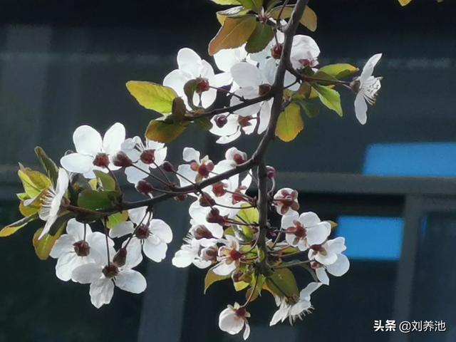 “迟日江山丽,春风花草香。”是杜甫的千古名句,如何用相机表现？