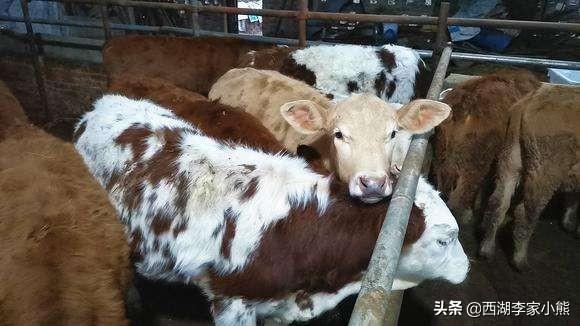 牛不吃草吭气怎么办？