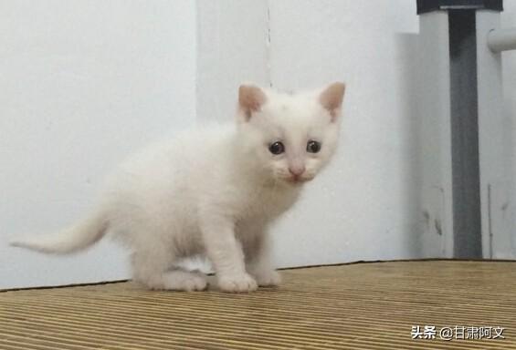 异国短毛猫能下几个:异国短毛猫掉毛多、毛球也多，异国短毛猫的毛球怎么解决？