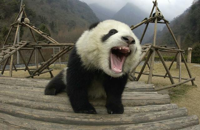 动物园为什么不让熊猫吃肉，为什么很少见到大熊猫吃肉？