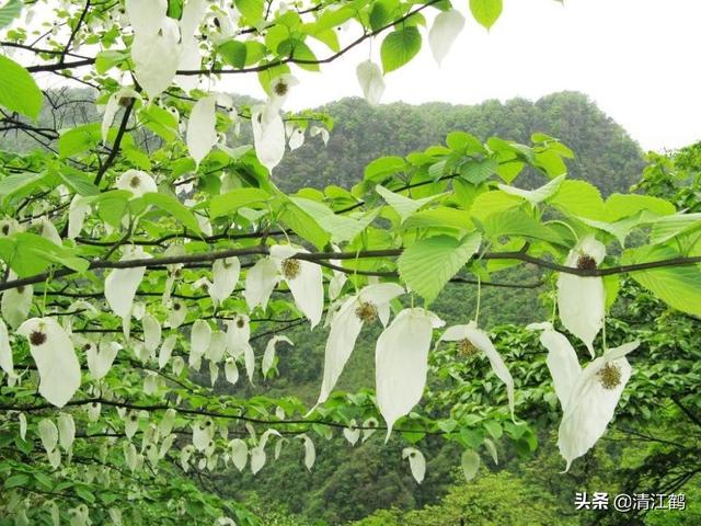 濒危野生动物或植物:今天是世界野生动植物日，你对它们了解多少？