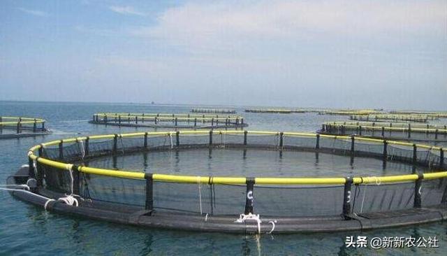 网箱养殖军曹鱼:一立方网箱可以养殖多少鱼？