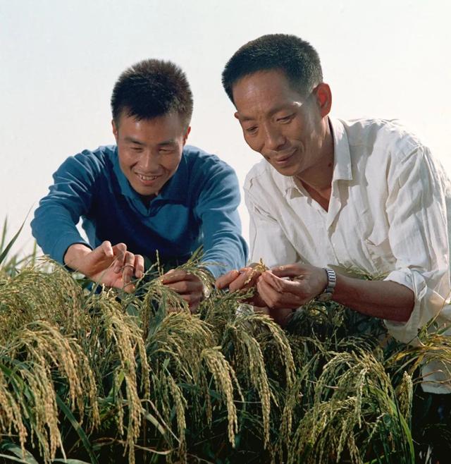 赵咏华:袁隆平院士生前带有多少学生有成就的学生有哪些