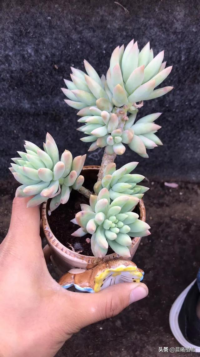 王玉珠帘多肉植物图片:这是什么品种的多肉植物？