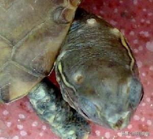 乌龟眼睛肿怎么抹药:巴西龟的眼睛肿了没有氯霉素怎么治疗？