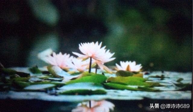 你最赞赏什么花？你了解它的花语吗？