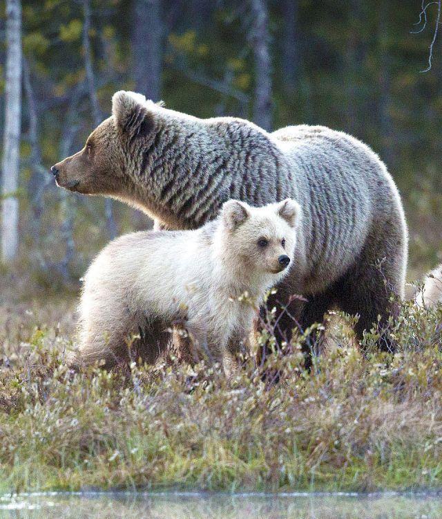 大白熊:西藏的大白熊，与北极熊到底有没有关系呢？