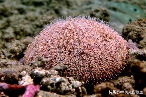 世界十大恐怖海洋生物有哪些？