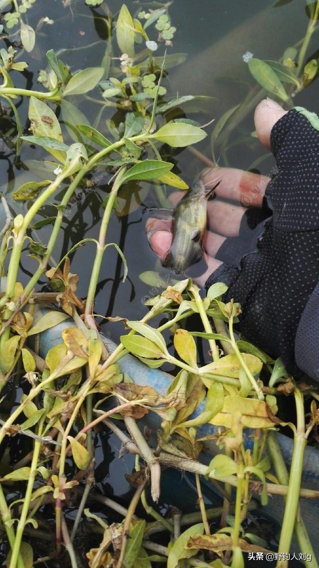 哪里能捕到斑鰶鱼:中国最好吃的鱼是什么鱼？