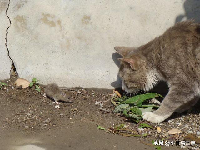 猫抓老鼠:现在农村怎么有人说看不见猫抓老鼠了？