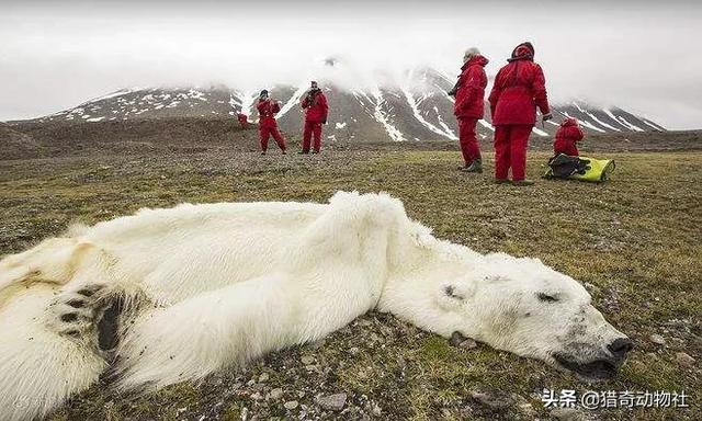 北极熊喝水死亡:北极熊冬天产崽挖洞 如果冰山融化掉入海中，会怎样？