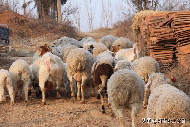纯种巨型公羊兔:在农村养殖什么最稳，成本低又能赚钱？