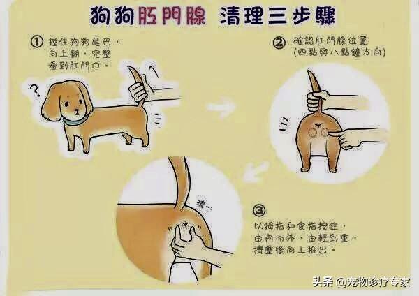 怎么挤狗狗的肛门腺:怎么挤狗狗的肛门腺视频 在家如何清理狗狗“肛门腺”？