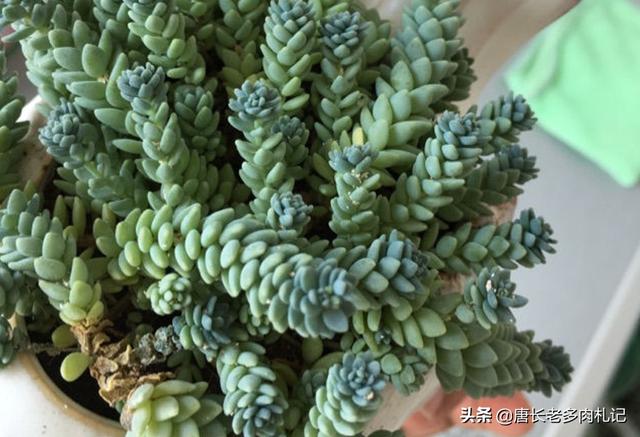 多肉酒精去介壳虫:多肉有介壳虫可以喷酒精吗 多肉植物介壳虫怎样清理？