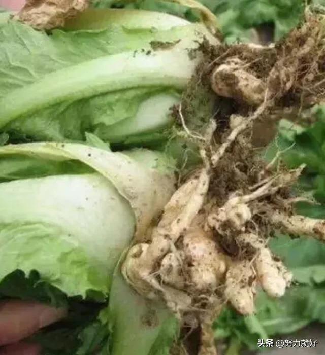 花叶芋根结线虫病:吊兰底部生长的疙瘩是什么？