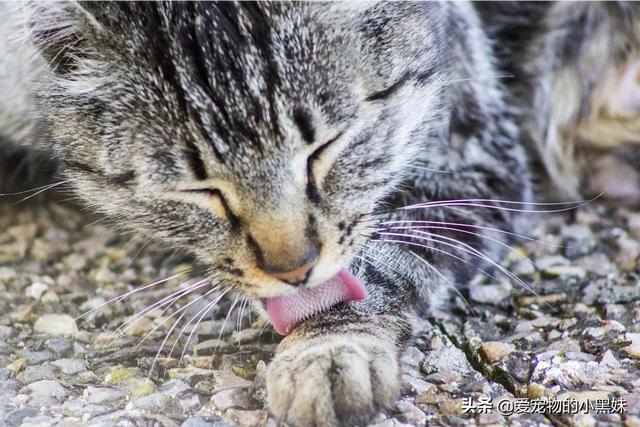 头条问答- 刚捡了一只小流浪猫，求教，怎么养啊？(大哥聊情感的回答，0赞）