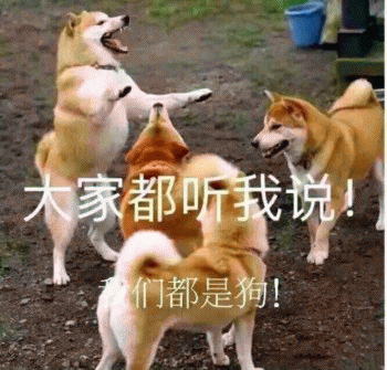 对狗耳朵说话的表情包:你有哪些关于猫狗的表情包？