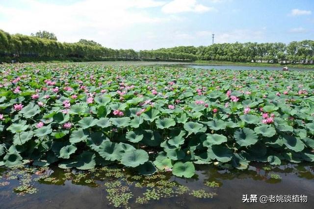 藕粉的好处,藕粉的营养价值及功效是什么？