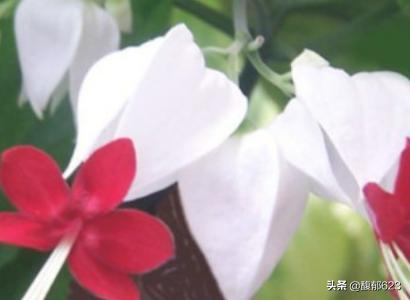 龙吐珠:龙吐珠 鱼 龙吐珠的养殖方法和注意事项？