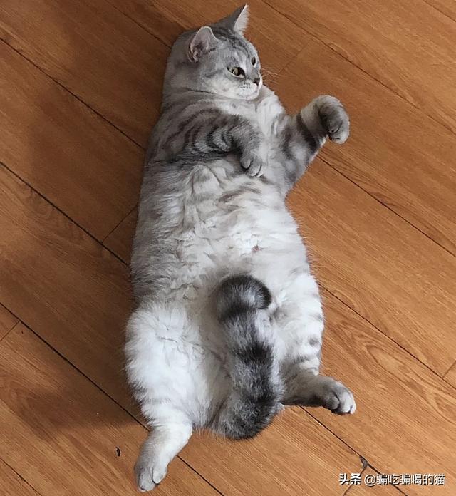 瓜皮猫视频:瓜皮猫表情包 光猫为什么有千兆口和百兆口，两个不同的接口？二者有什么区别？
