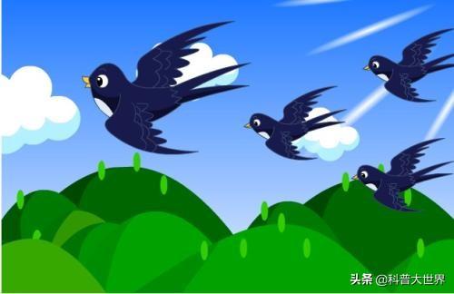 农村老人说燕子迁徙都是在晚上,这是真的吗?晚上燕子能看得见吗?