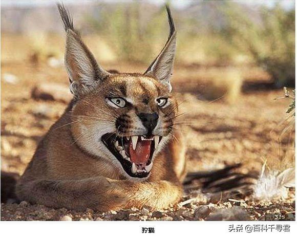 头条问答 - 猞猁和狞猫哪个厉害?(63个回答)