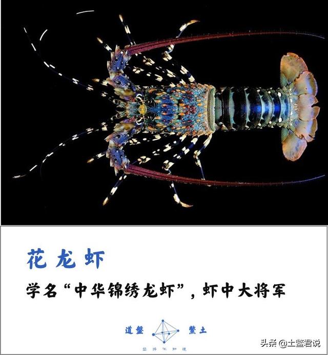 龙趸王:中国四个海哪个海里的海鲜好吃，为什么