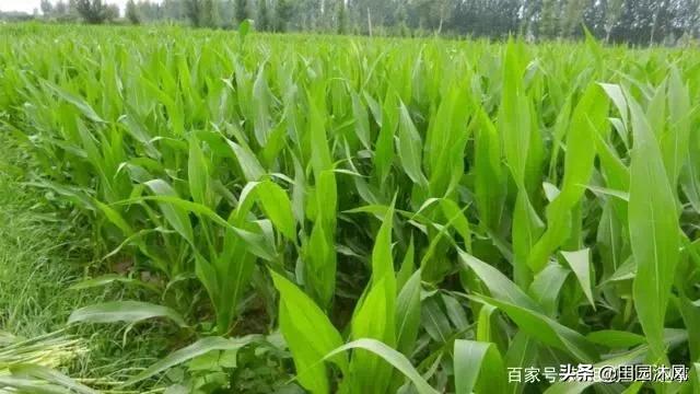 玉米到了后期还要浇吗？插图40