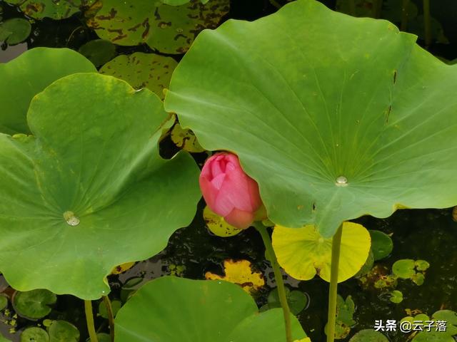 陆逊的老婆:刘备妻子孙尚香，回到东吴后，竟然再婚嫁人生子，是否真有此事？