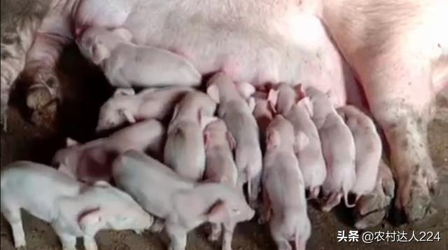 猪的细小病毒症状:母猪得了病毒还能受孕吗？