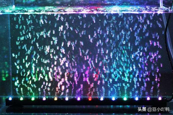 观赏鱼养殖技术书:饲养热带观赏鱼需要哪些设备与用品？