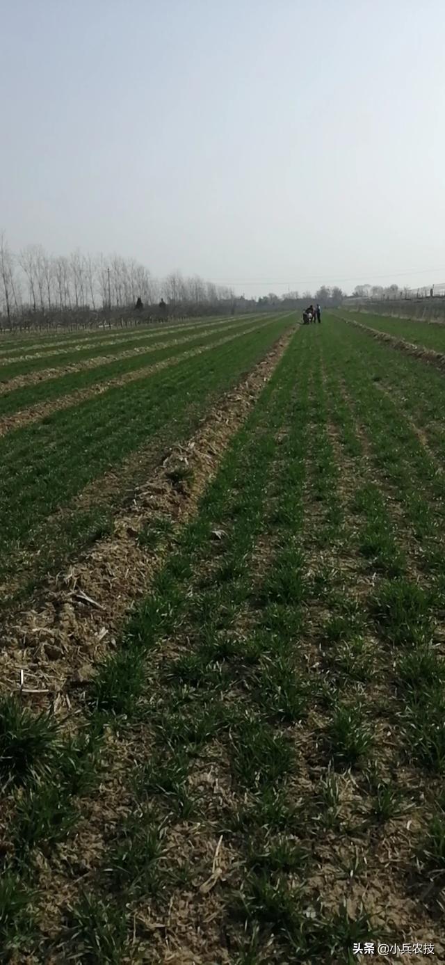 头条问答 县城周边十亩地 如何设计运营共享菜园项目 土生土长过春秋的回答 0赞
