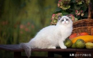 宠物猫名字大全可爱:适合宠物猫的萌一点的名字有哪些？