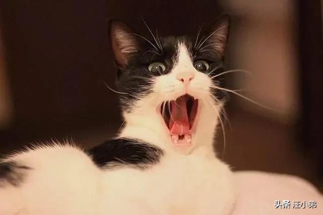 为什么猫咪能像液体一样缩小在小盒子里:猫咪把你当成父母会有什么迹象？