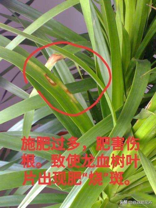 量天尺干瘪发黑:丽格海棠根部干瘪黑是怎么回事？