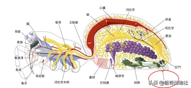 黑寡妇蜘蛛有多危险，怎样判断蜘蛛有无毒性，在中国常见的蜘蛛中有没有比较危险的物种