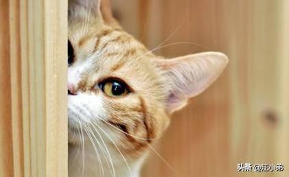 猫咪不乖by:家里的猫主子嫌弃伙食不好不吃饭，应该怎么办？