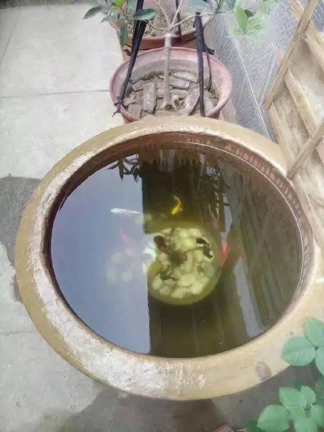 蜈蚣草图片:蜈蚣草图片的使用方法 古法养鱼，缸水变绿了怎么办？