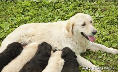 狗狗资源瘦全集下载:狗狗太瘦是什么原因导致的？