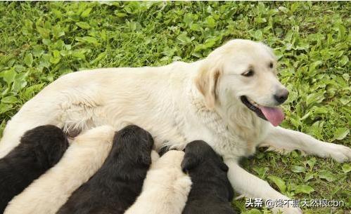 弓背犬太瘦怎么办:德国牧羊犬偏瘦怎么回事？